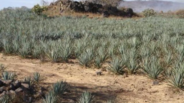 Terreno en La Resolana 12 Has Acatlan de Juarez Jalisco (2)