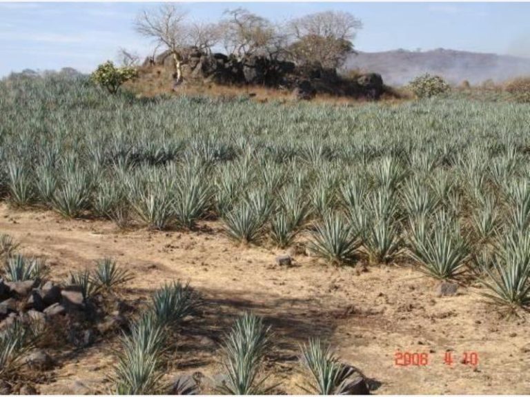Terreno en La Resolana 12 Has Acatlan de Juarez Jalisco