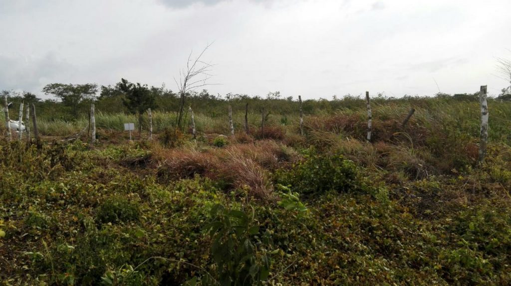 Terreno en Venta Lote de 160 M2 en Ocozocoautla Chiapas (10)