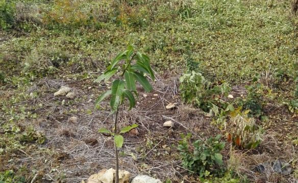 Terreno en Venta Lote de 160 M2 en Ocozocoautla Chiapas (3)