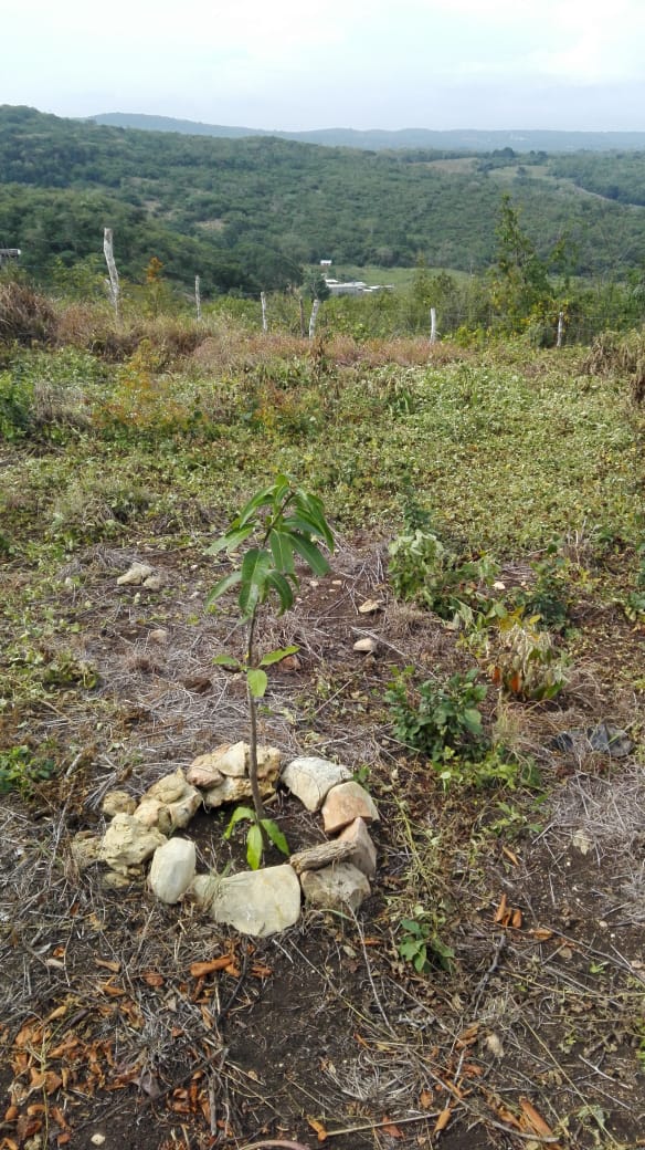 Terreno en Venta Lote de 160 M2 en Ocozocoautla Chiapas (3)