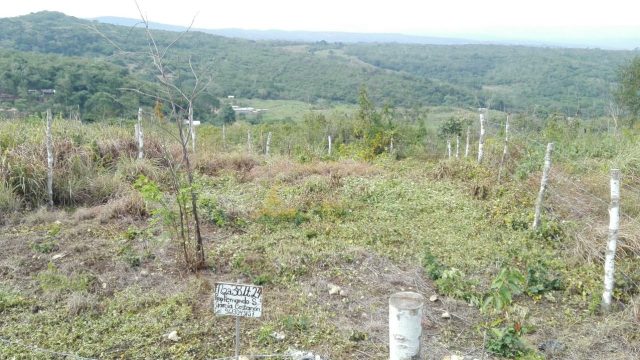 Terreno en Venta Lote de 160 M2 en Ocozocoautla Chiapas (9)