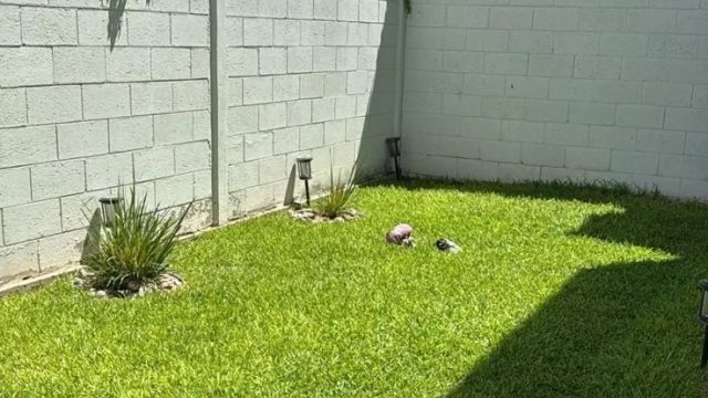 Casa en Renta en Acento Residencial Juarez Chihuahua 7