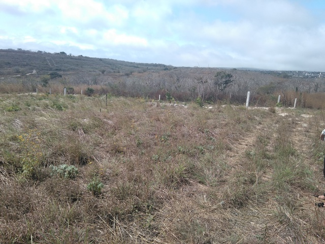 VENTA-TERRENO-LOTE-CAMPESTRE-1000-M2-MONTE-SION-BERRIOZABAL-CHIAPAS-13