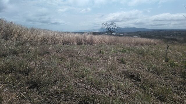 VENTA-TERRENO-LOTE-CAMPESTRE-1000-M2-MONTE-SION-BERRIOZABAL-CHIAPAS-14