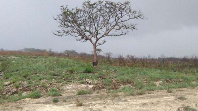 VENTA-TERRENO-LOTE-CAMPESTRE-1000-M2-MONTE-SION-BERRIOZABAL-CHIAPAS-15