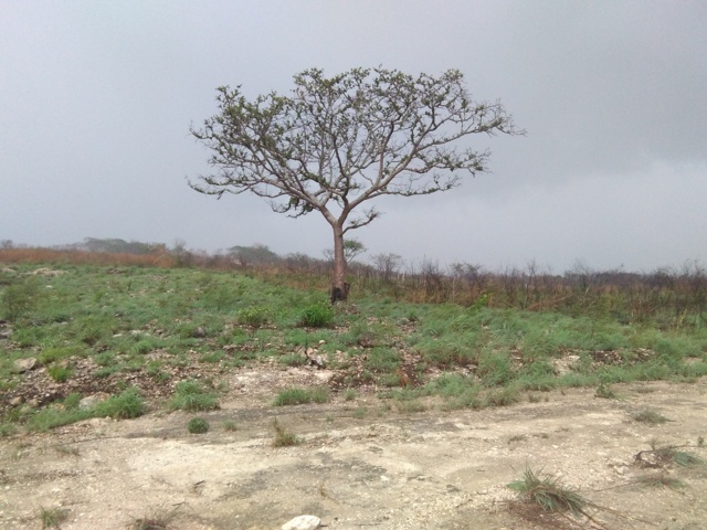 VENTA-TERRENO-LOTE-CAMPESTRE-1000-M2-MONTE-SION-BERRIOZABAL-CHIAPAS-15