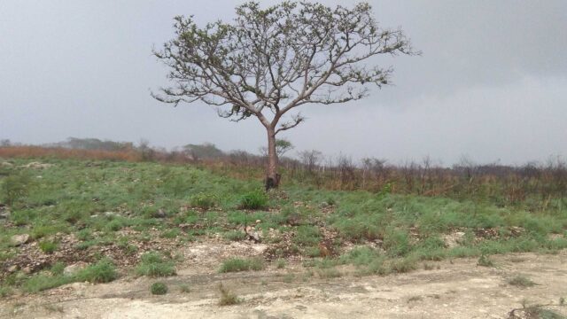 VENTA-TERRENO-LOTE-CAMPESTRE-1000-M2-MONTE-SION-BERRIOZABAL-CHIAPAS-4